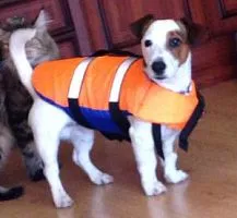 Жилет спасательный для собак SPASS Orange 2024