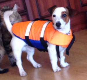 Жилет спасательный для собак SPASS Orange 2024 Жилет спасательный для собак SPASS Orange 2024